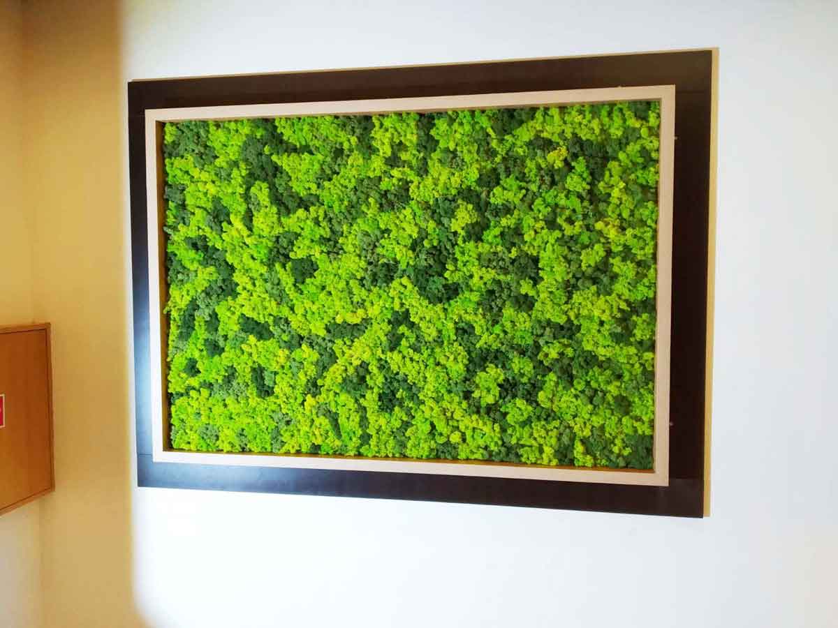 MOSS walls fresh up your home.