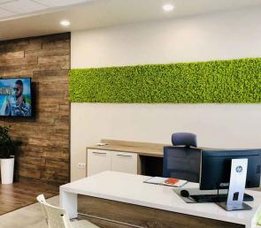 Green moss wall at Gendis' office